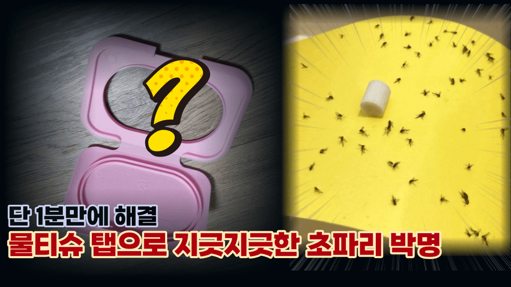 ‘1분이면 해결’ 물티슈 캡으로 초파리 박멸