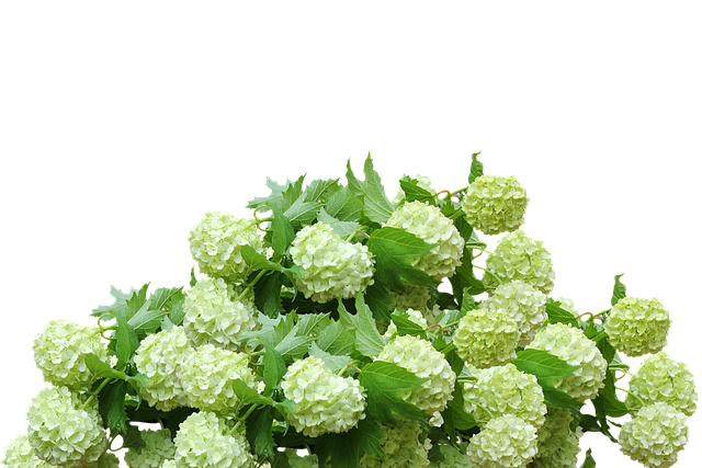 수국 꽃 색깔 변하는(다른)이유, 수국꽃 색깔바꾸기, 열매가(씨앗이) 안맺히는(없는)이유, 수국번식시키는법