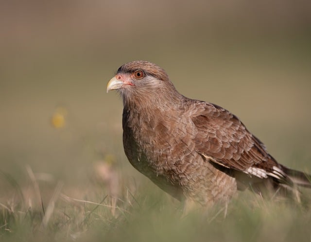 막사가 뭔가요.? 막걸리 사이다 비율 고민없이 황금비율이라는 제품~! 후기.리뷰~