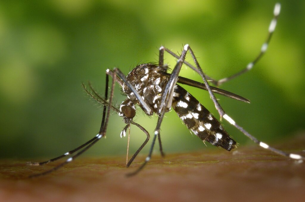 budget comparison mosquito repellent products on white background