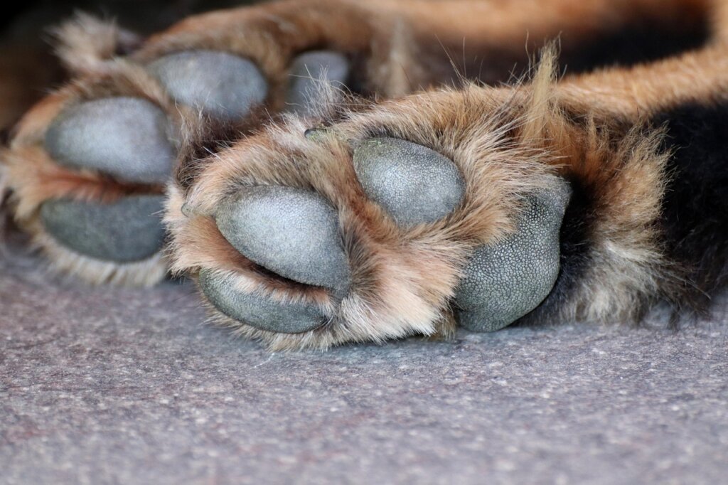 dog licking paw on floor anxious behavior