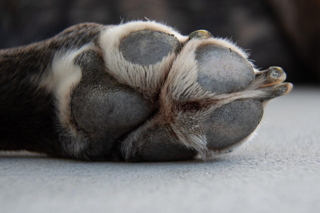 dog paw between toes close-up bacteria moisture