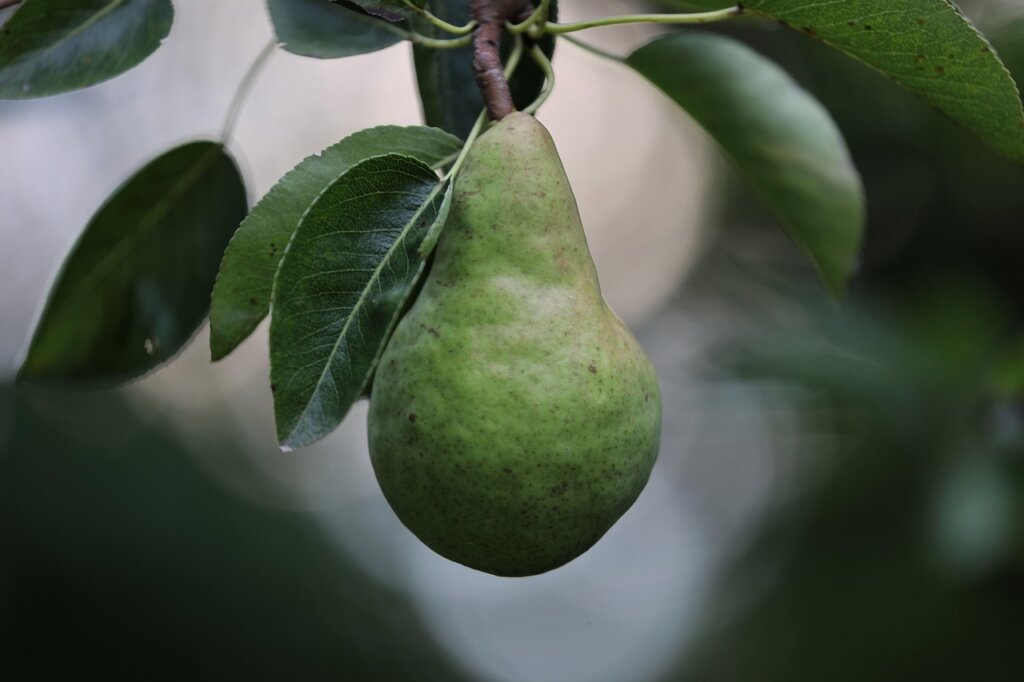 fruits ripening ethylene gas illustration