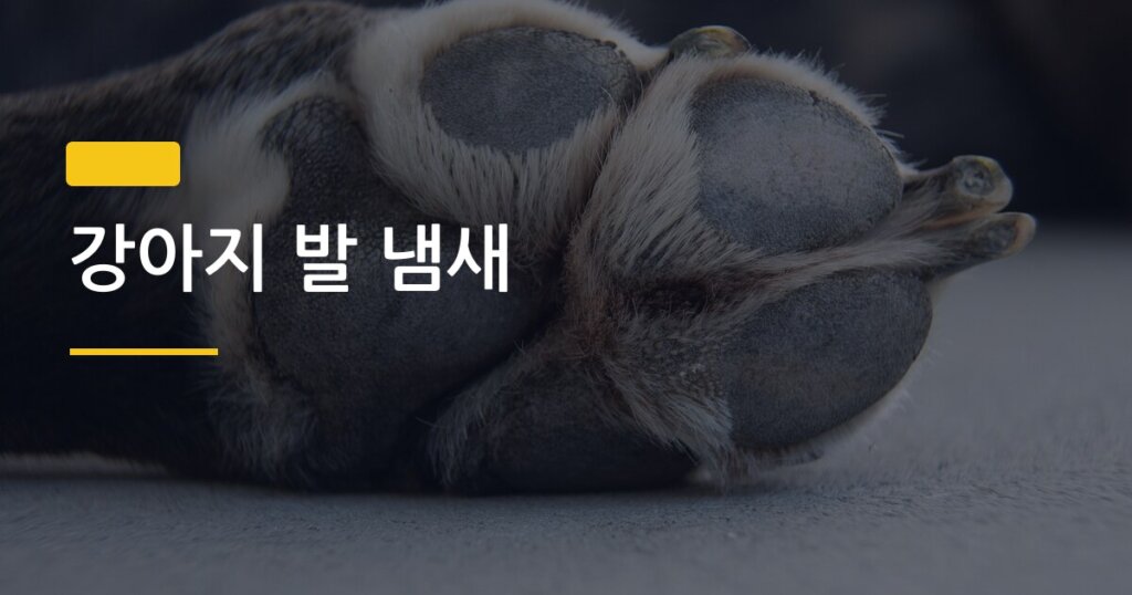 강아지 발 냄새, 원인부터 집에서 바로 잡는 5가지 방법까지