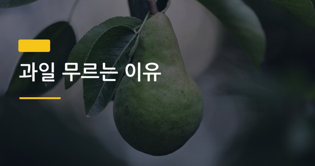 과일 무르는 이유, 냉장 보관법 비교로 신선도 2배 늘리는 법