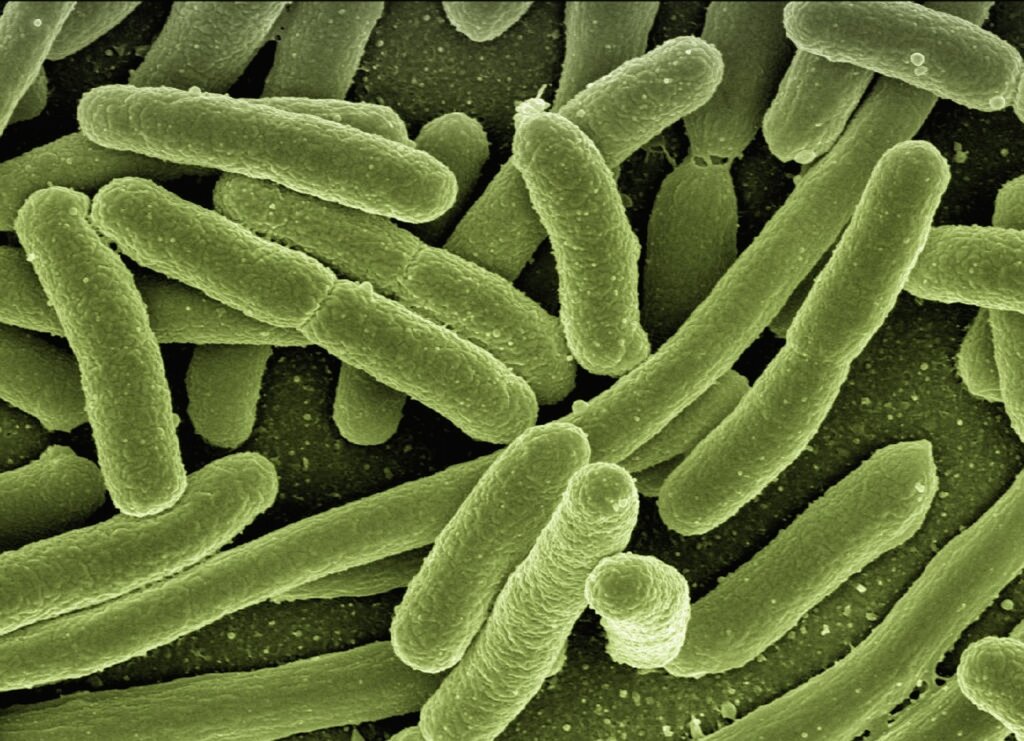 mattress moisture bacteria diagram